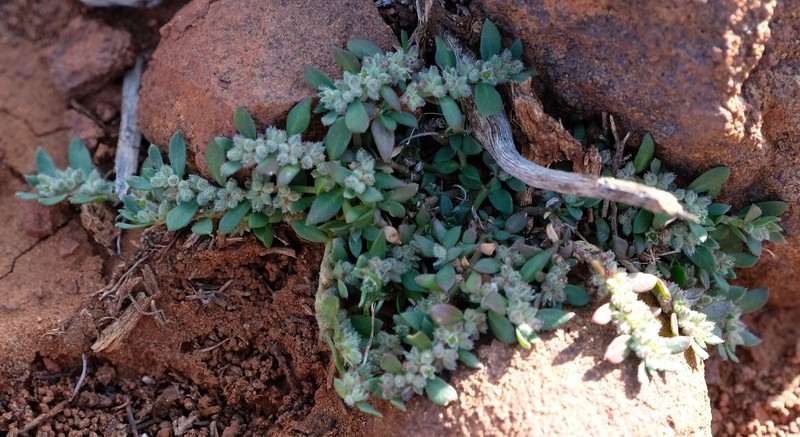 Herniaria erckertii subsp. erckertii photo 2