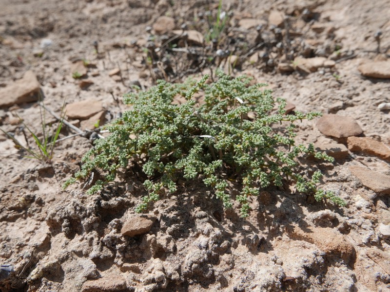 Herniaria fontanesii