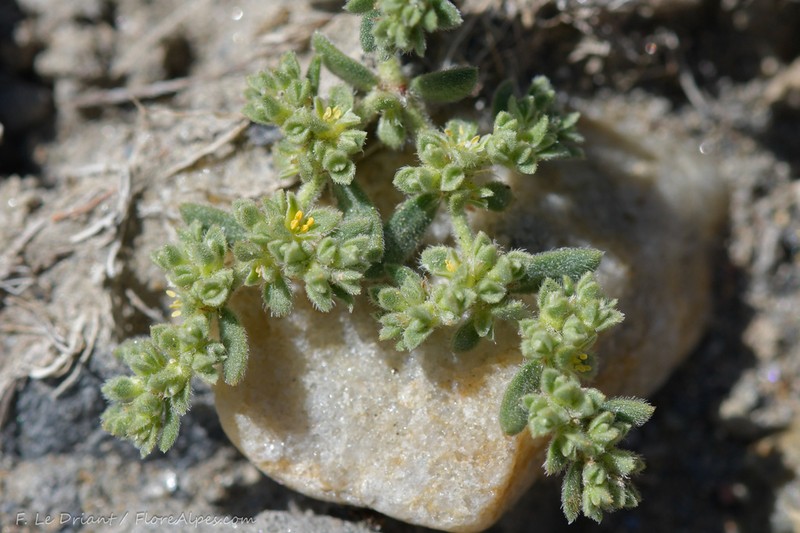 Herniaria fontanesii photo 2