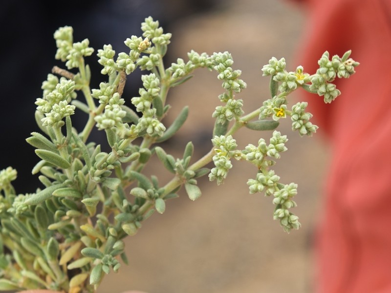 Herniaria fontanesii photo 3