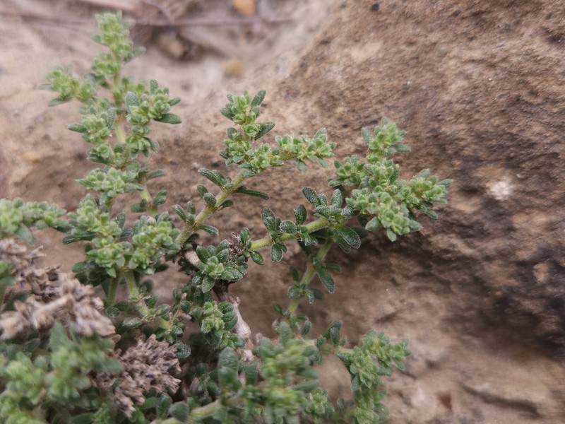 Herniaria fontanesii photo 4