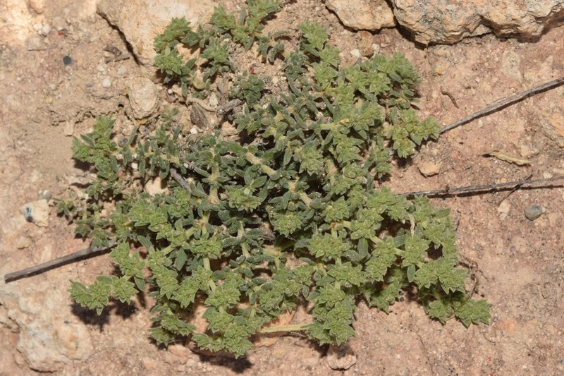 Herniaria fontanesii photo 5