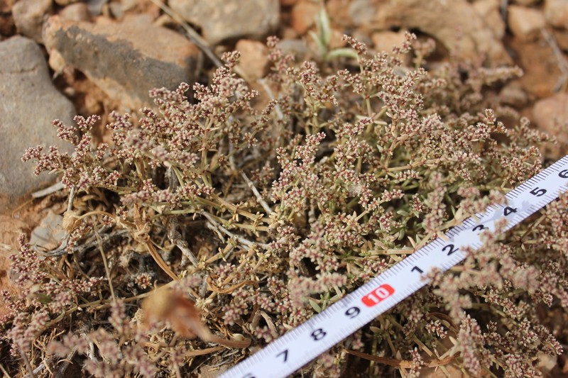 Herniaria fontanesii photo 6