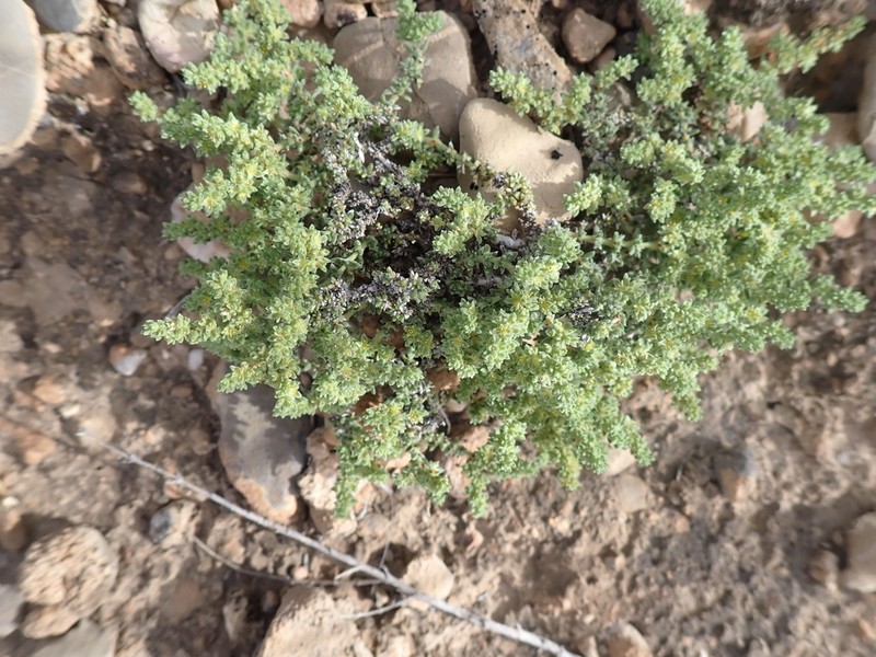 Herniaria fontanesii photo 7
