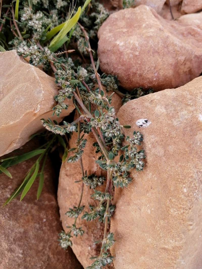 Herniaria fontanesii photo 8