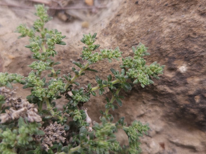Herniaria fontanesii subsp. almeriana photo 2