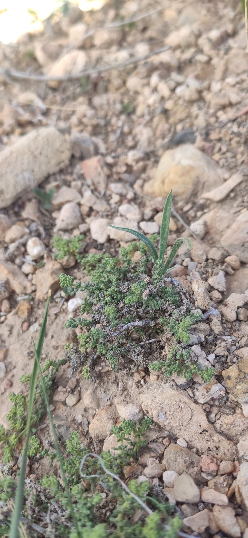 Herniaria fontanesii subsp. almeriana photo 3