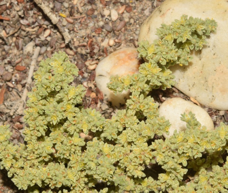 Herniaria fontanesii subsp. almeriana photo 4