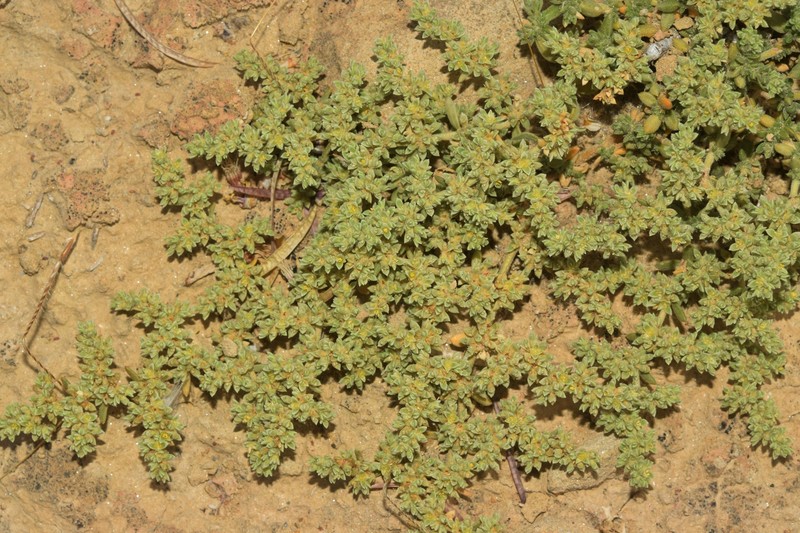 Herniaria fontanesii subsp. almeriana photo 5
