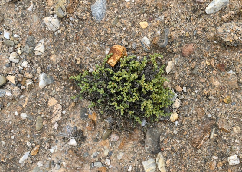 Herniaria fontanesii subsp. almeriana