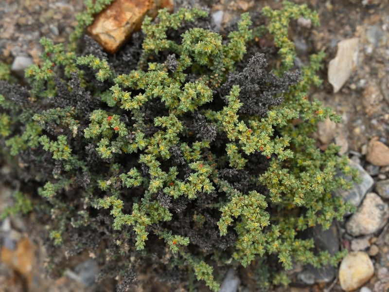 Herniaria fontanesii subsp. almeriana photo 6
