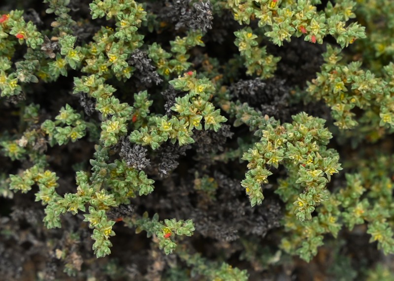 Herniaria fontanesii subsp. almeriana photo 7