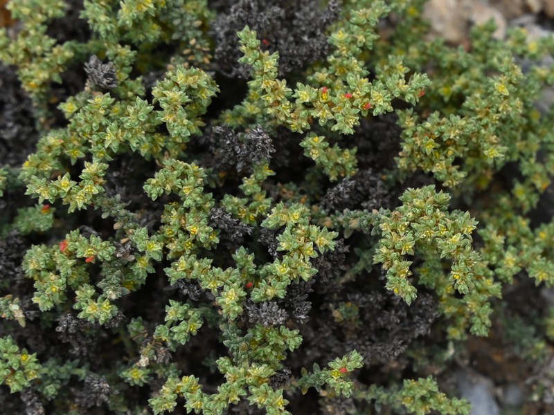 Herniaria fontanesii subsp. almeriana photo 8