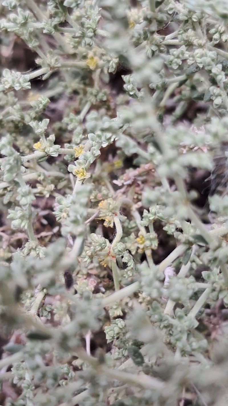 Herniaria fontanesii subsp. fontanesii