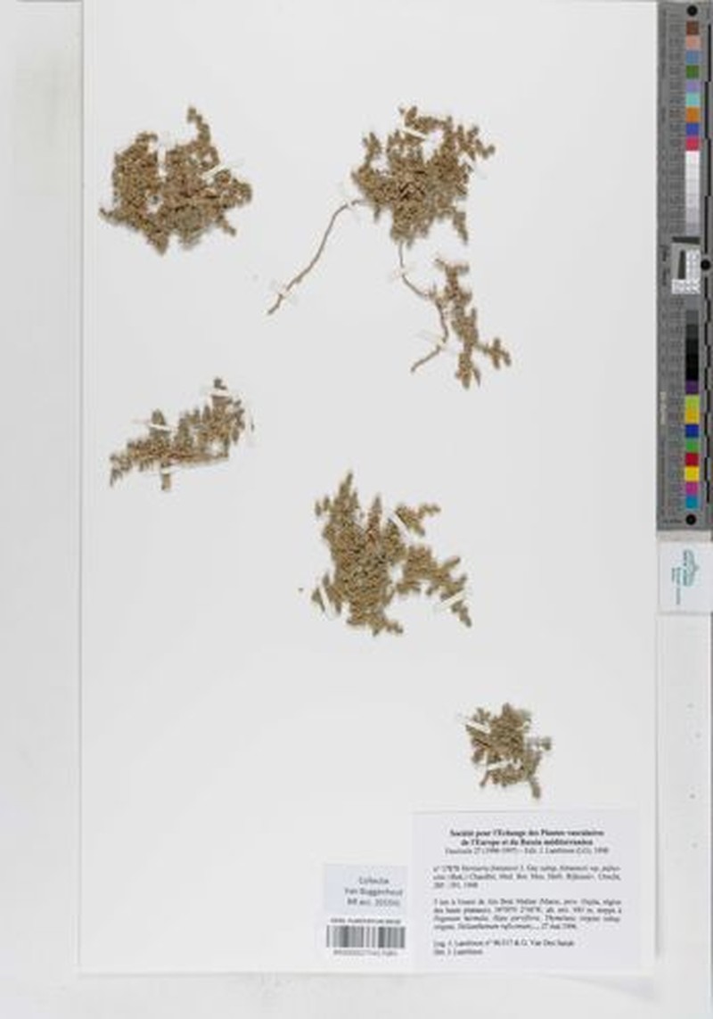 Herniaria fontanesii subsp. fontanesii photo 2