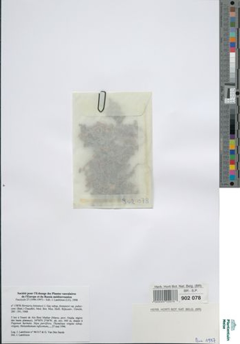 Herniaria fontanesii subsp. fontanesii photo 3