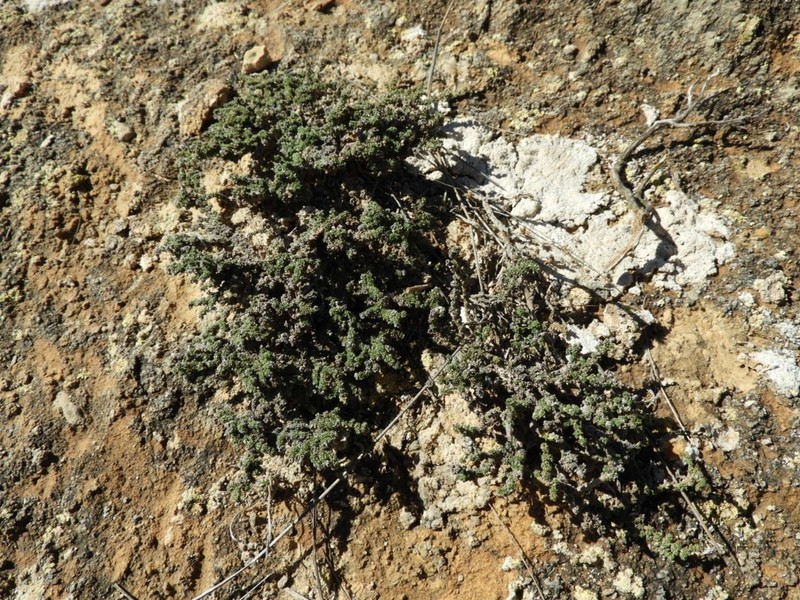 Herniaria fruticosa