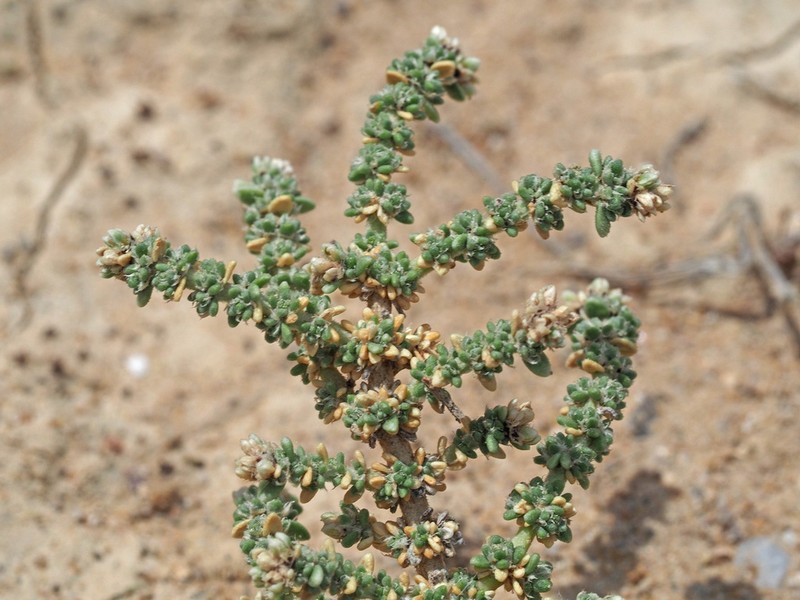 Herniaria fruticosa photo 2