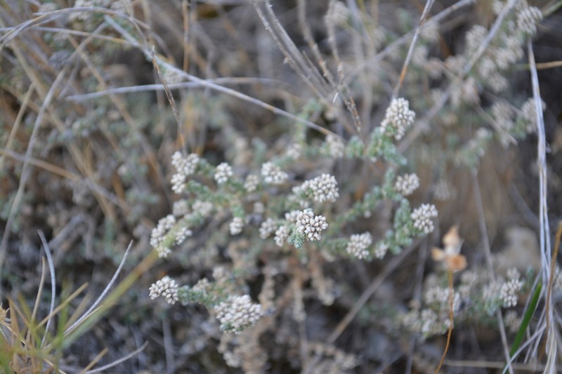 Herniaria fruticosa photo 3