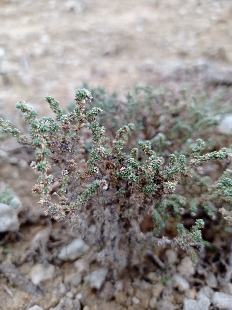 Herniaria fruticosa photo 4