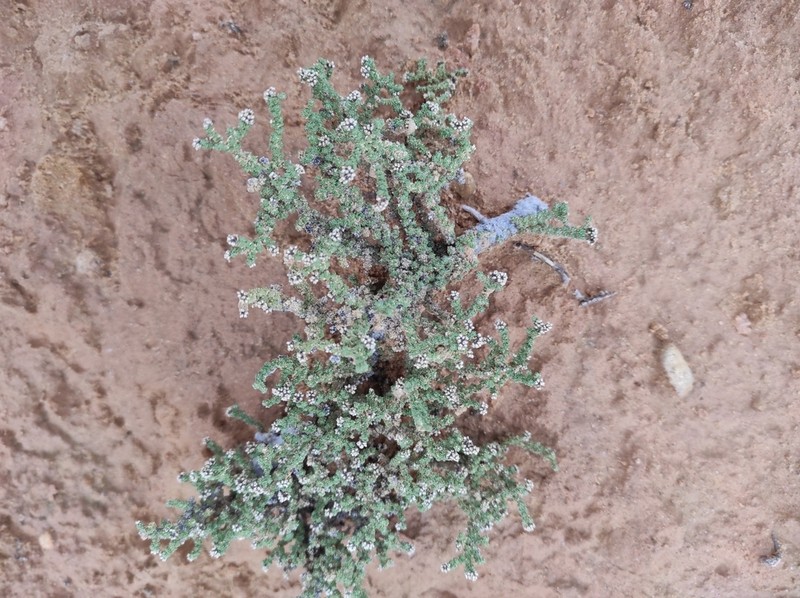 Herniaria fruticosa photo 5