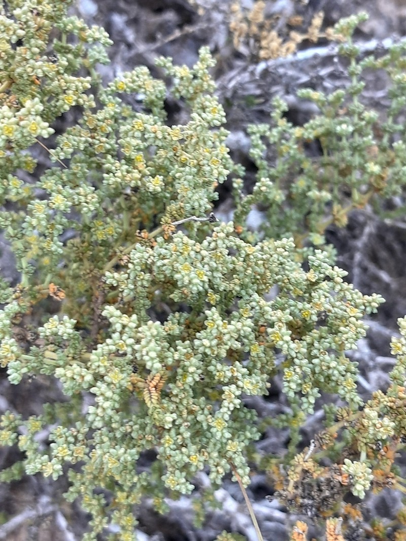 Herniaria fruticosa photo 6