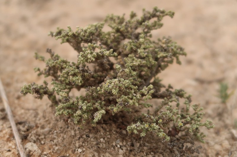 Herniaria fruticosa photo 7