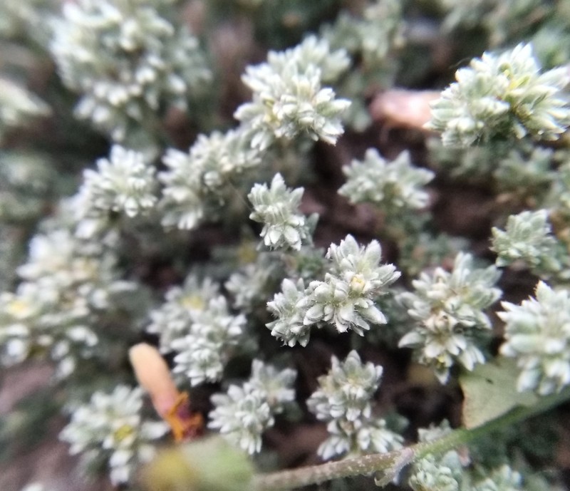 Herniaria fruticosa photo 8