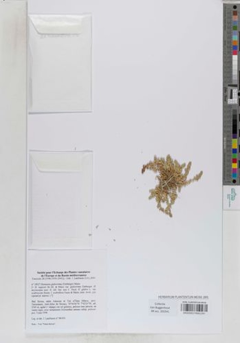 Herniaria glaberrima