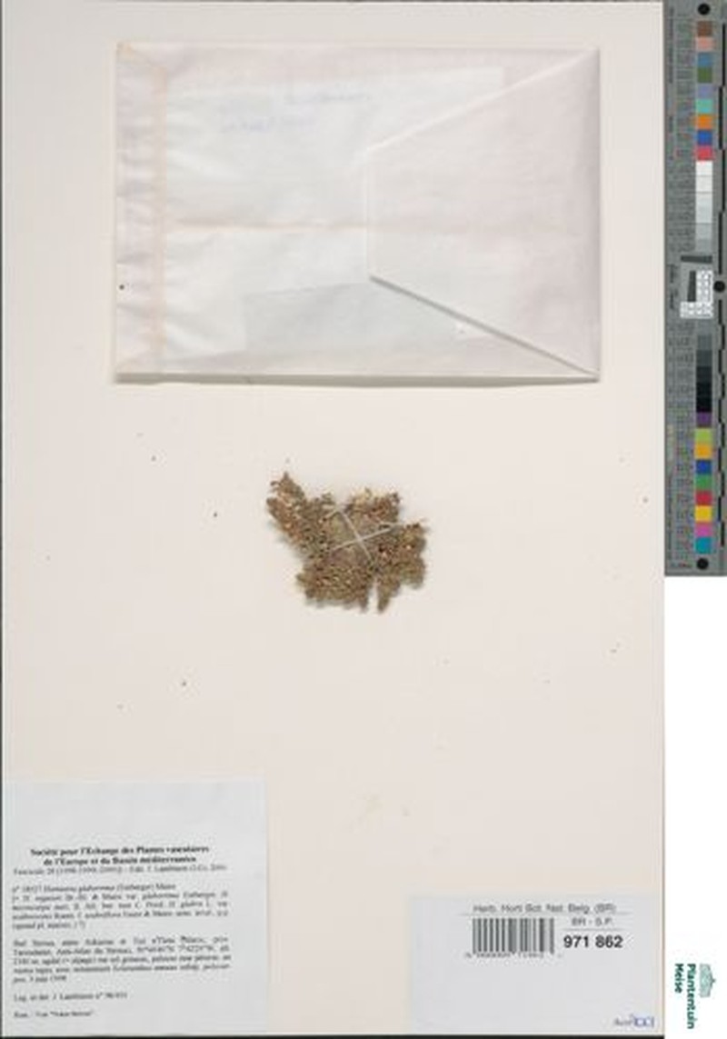 Herniaria glaberrima photo 2