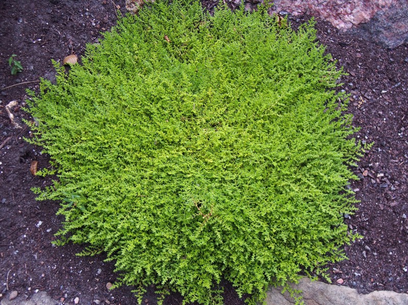Smooth Rupturewort photo 4