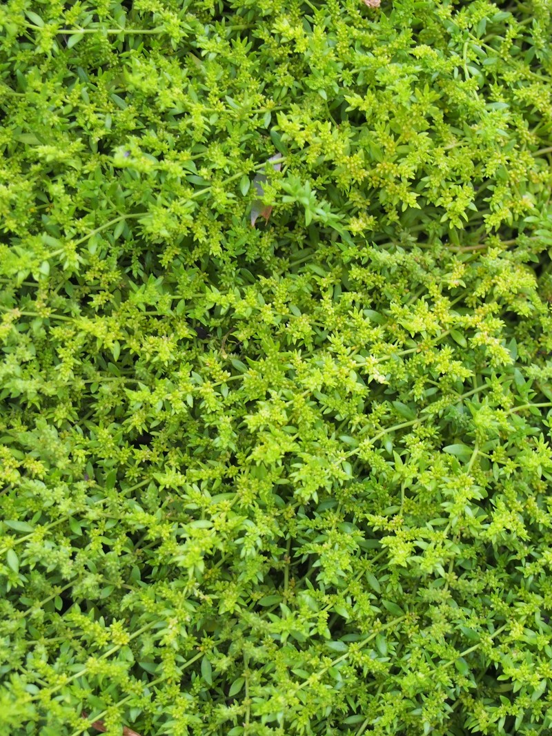 Smooth Rupturewort photo 5
