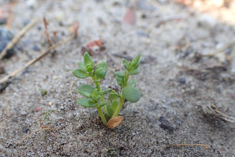 Smooth Rupturewort photo 6