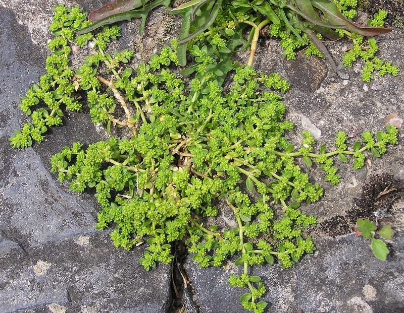 Smooth Rupturewort