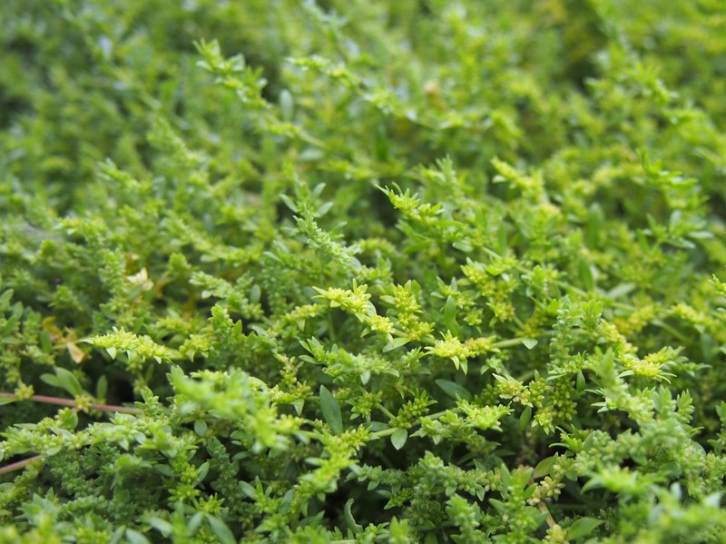 Smooth Rupturewort photo 2
