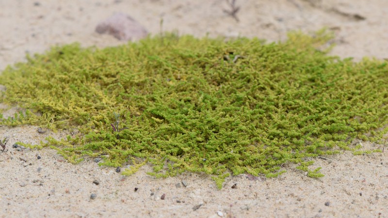 Smooth Rupturewort photo 3