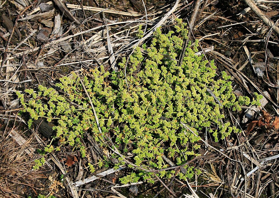 Smooth Rupturewort photo 7