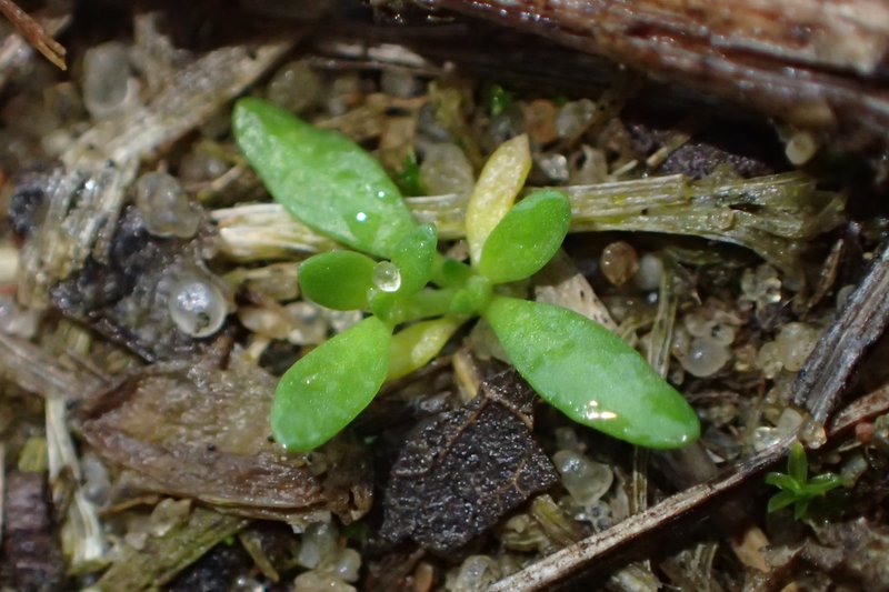 Smooth Rupturewort photo 8