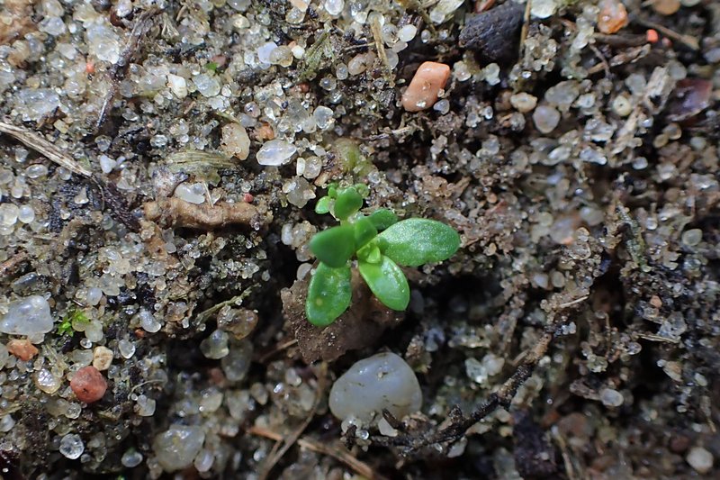 Smooth Rupturewort photo 9