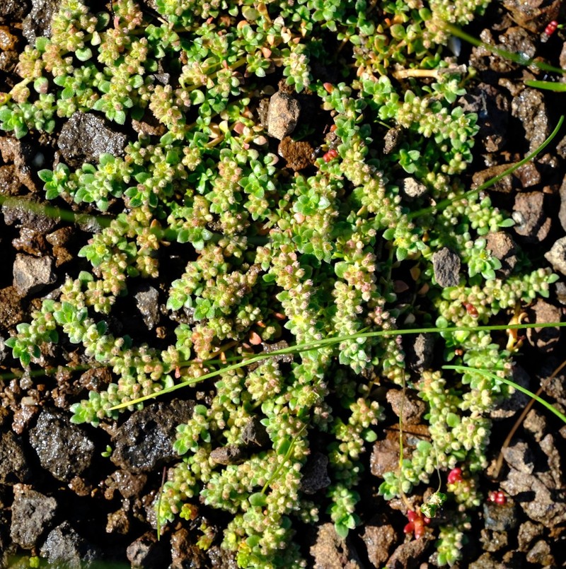 Herniaria grimmii