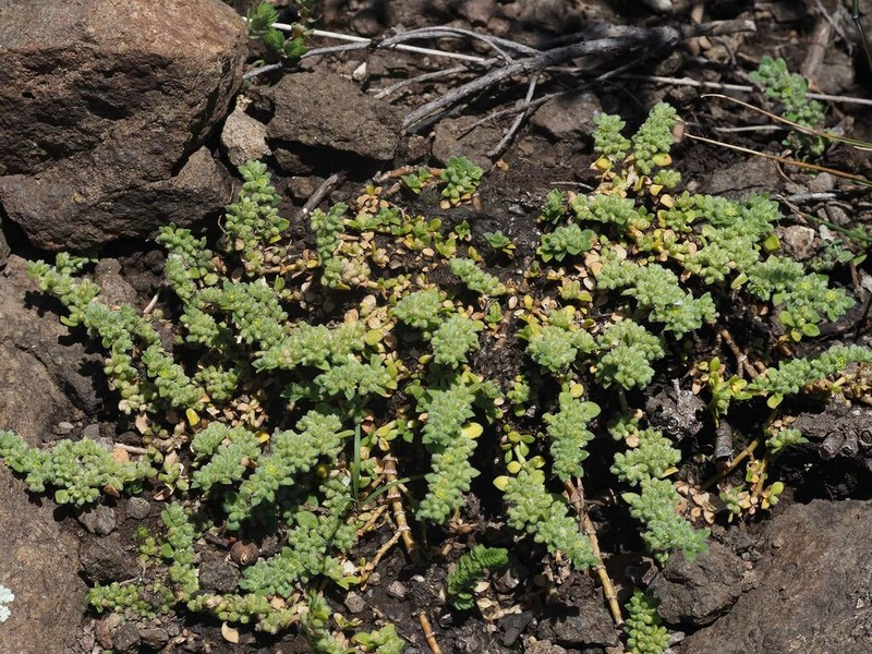Herniaria grimmii photo 2