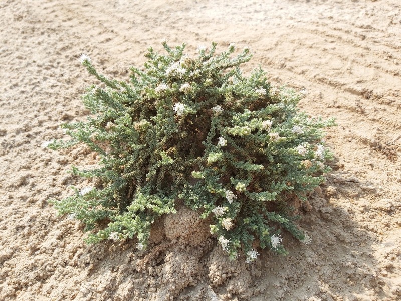 Herniaria hemistemon