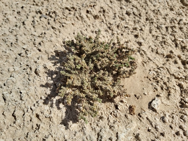 Herniaria hemistemon photo 2