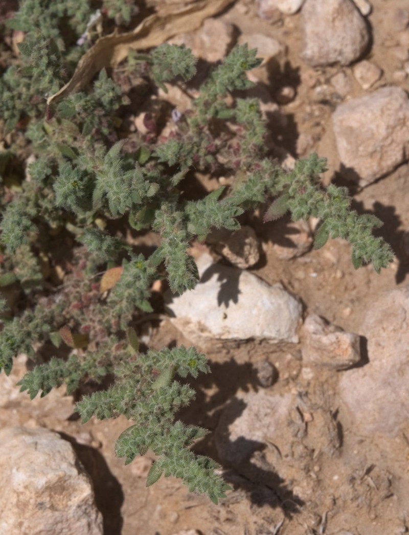 Herniaria hemistemon photo 4