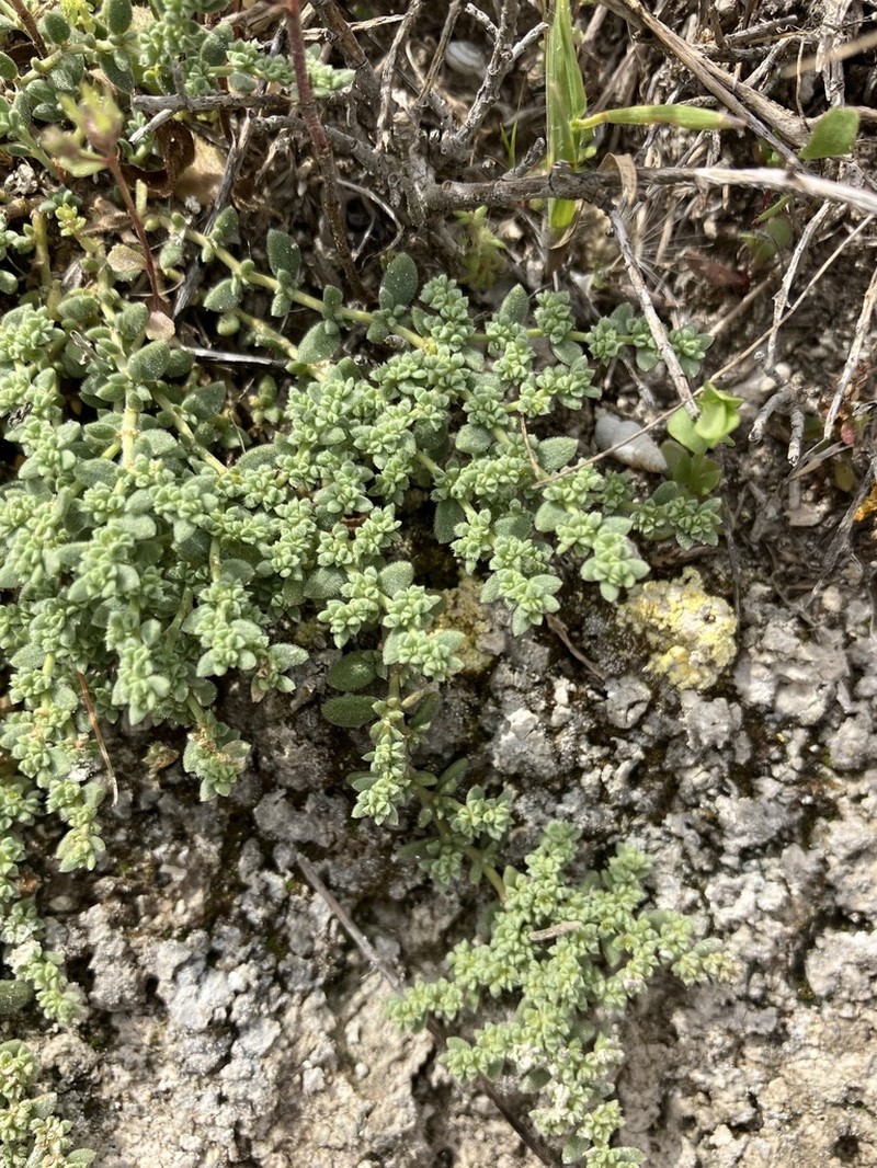Herniaria hemistemon photo 6
