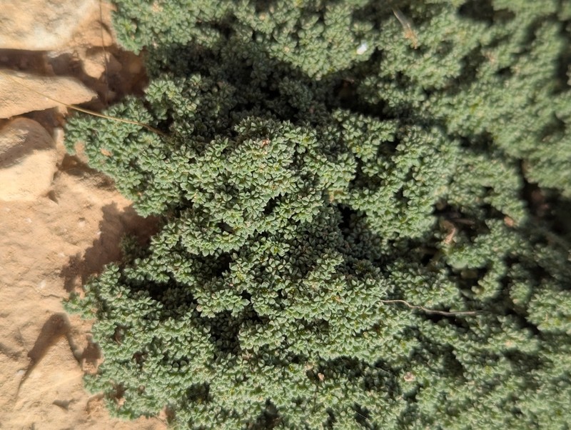 Herniaria hemistemon photo 8