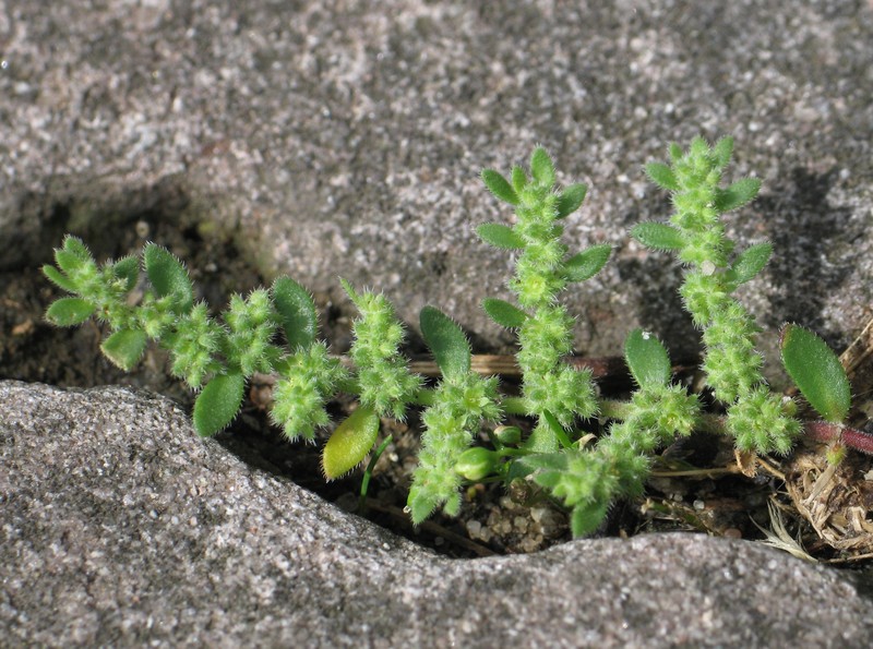 Hairy Rupturewort photo 5