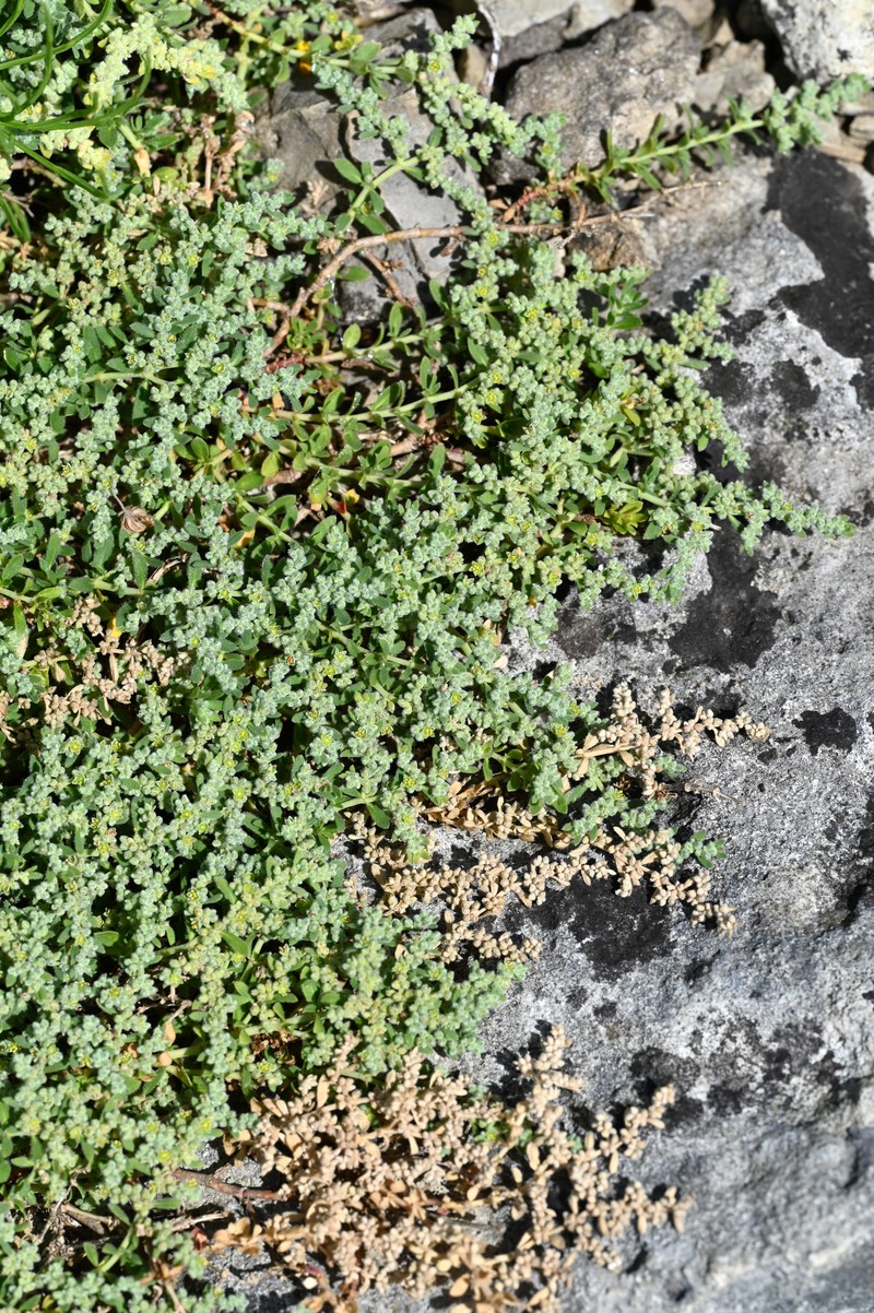 Hairy Rupturewort photo 2