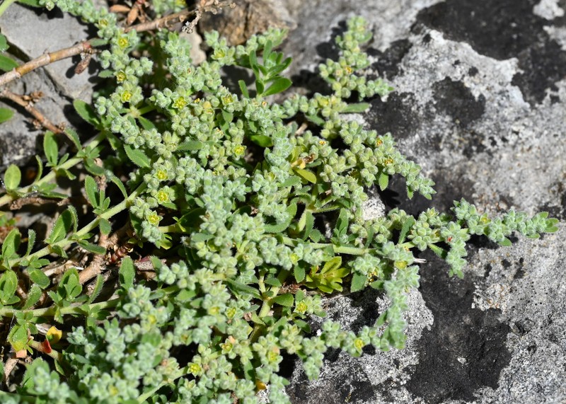 Hairy Rupturewort photo 3