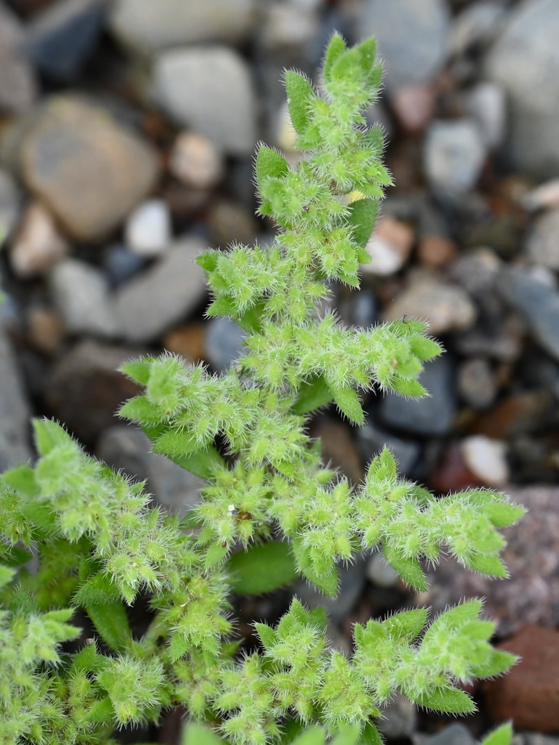 Hairy Rupturewort photo 4